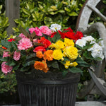 Begonia 'nonstop Mix' Double-flowering Shade-loving Bedding Plant | 20 x Pro Grower Plugs | Multi