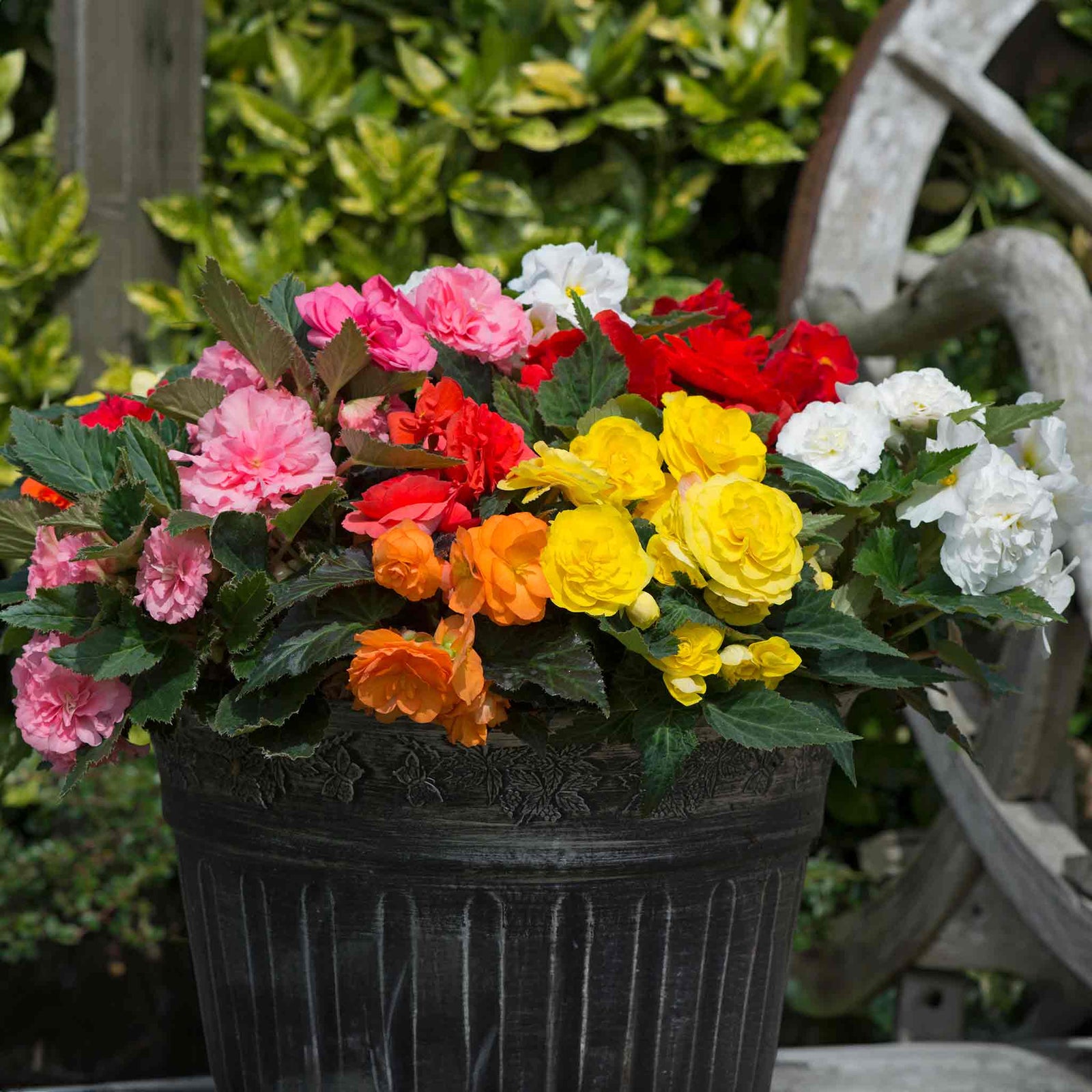 Begonia 'nonstop Mix' Double-flowering Shade-loving Bedding Plant | 20 x Pro Grower Plugs | Multi