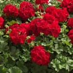 Geranium 'summer Lovers Dark Red' 40-50cm, Drought-tolerant | 12 x Plug Plants | Red