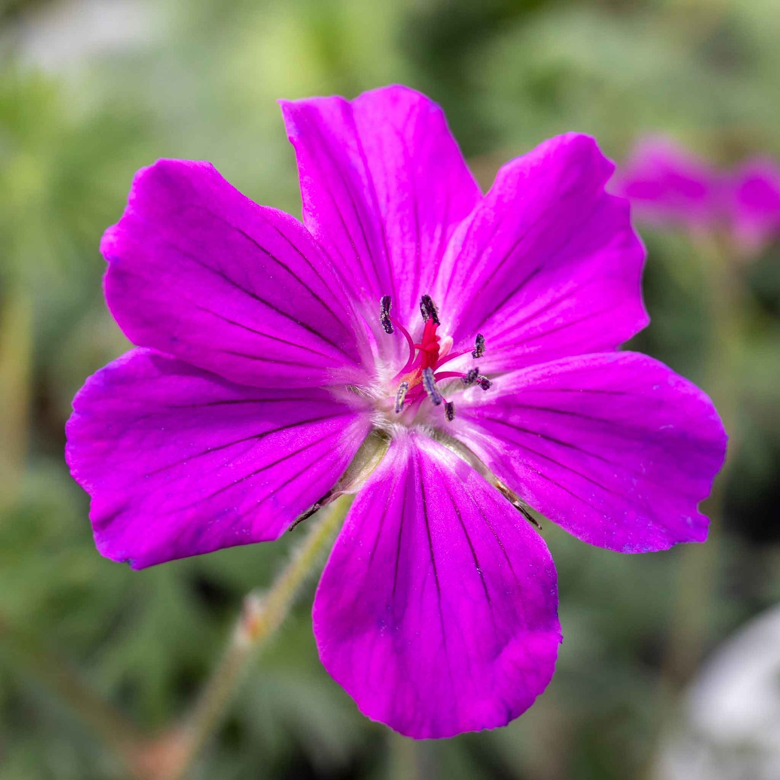 Geranium 'tiny Monster' - Hardy Magenta-pink Ground Cover | 1 x 7cm | Magenta Pink