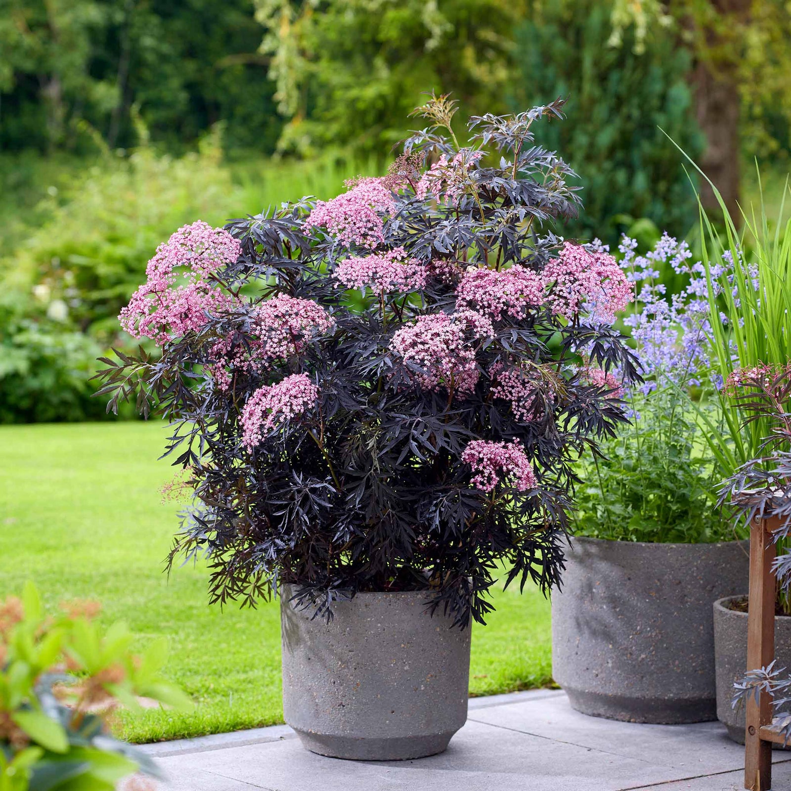 Sambucus 'cherry Lace' Compact Maroon-foliaged Shrub | 3 x 9cm | Pink