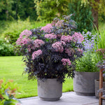 Sambucus 'cherry Lace' Compact Maroon-foliaged Shrub | 1 x 3L | Pink