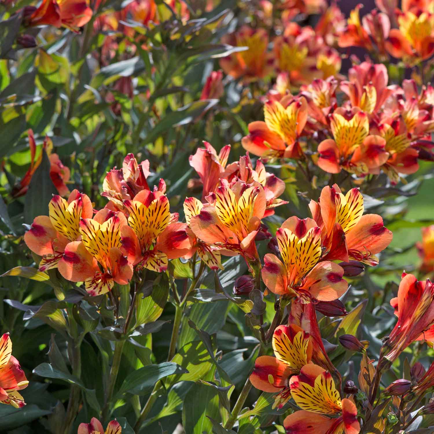 Alstroemeria 'indian Summer' 75cm, Hardy Long-flowering Perennial | 1 x 2L | Orange & Yellow