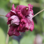 Clematis Viticella 'purpurea Plena Elegans' - 8cm Pots | Set-of-1 | Purple