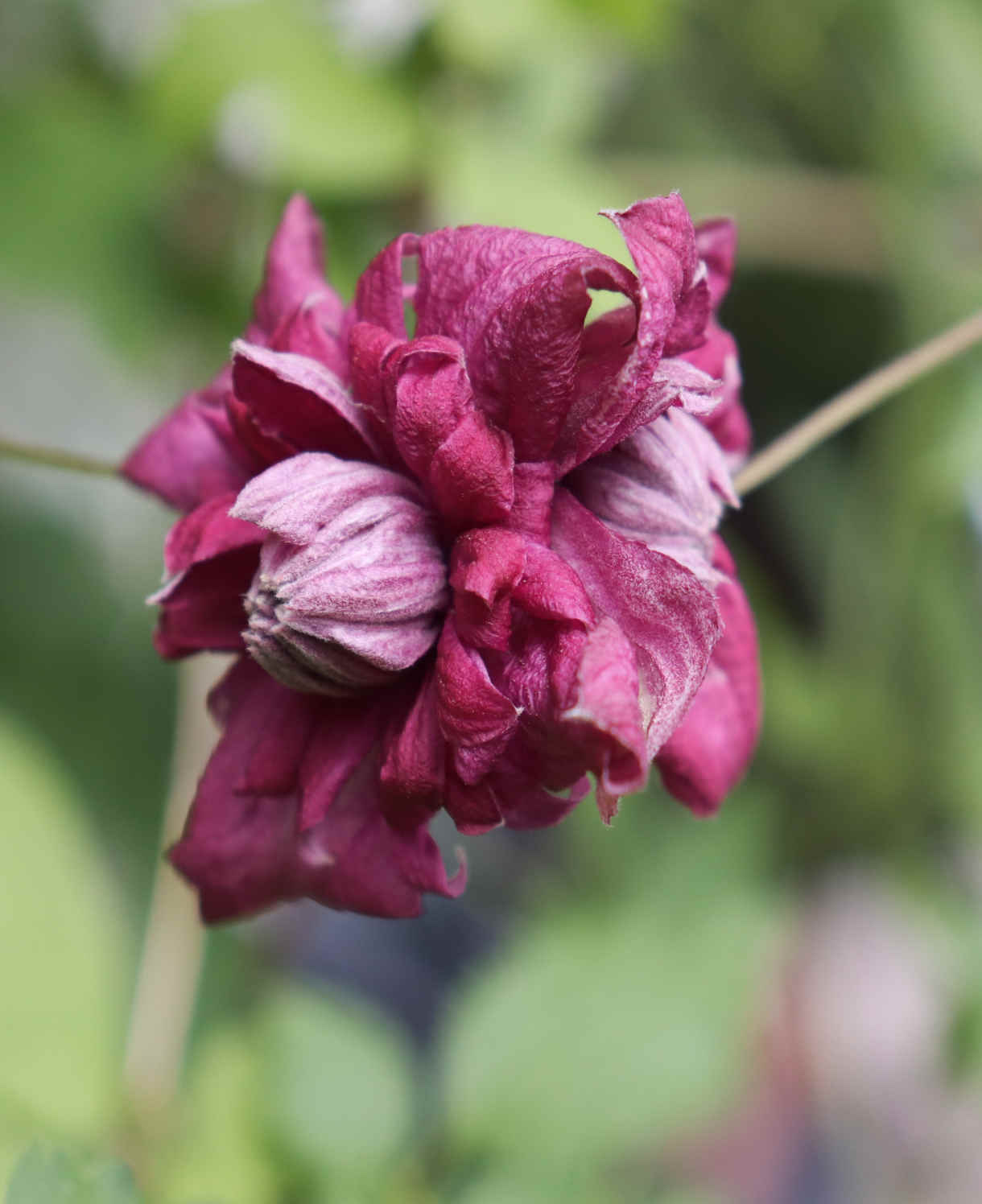 Clematis Viticella 'purpurea Plena Elegans' - 8cm Pots | Set-of-1 | Purple