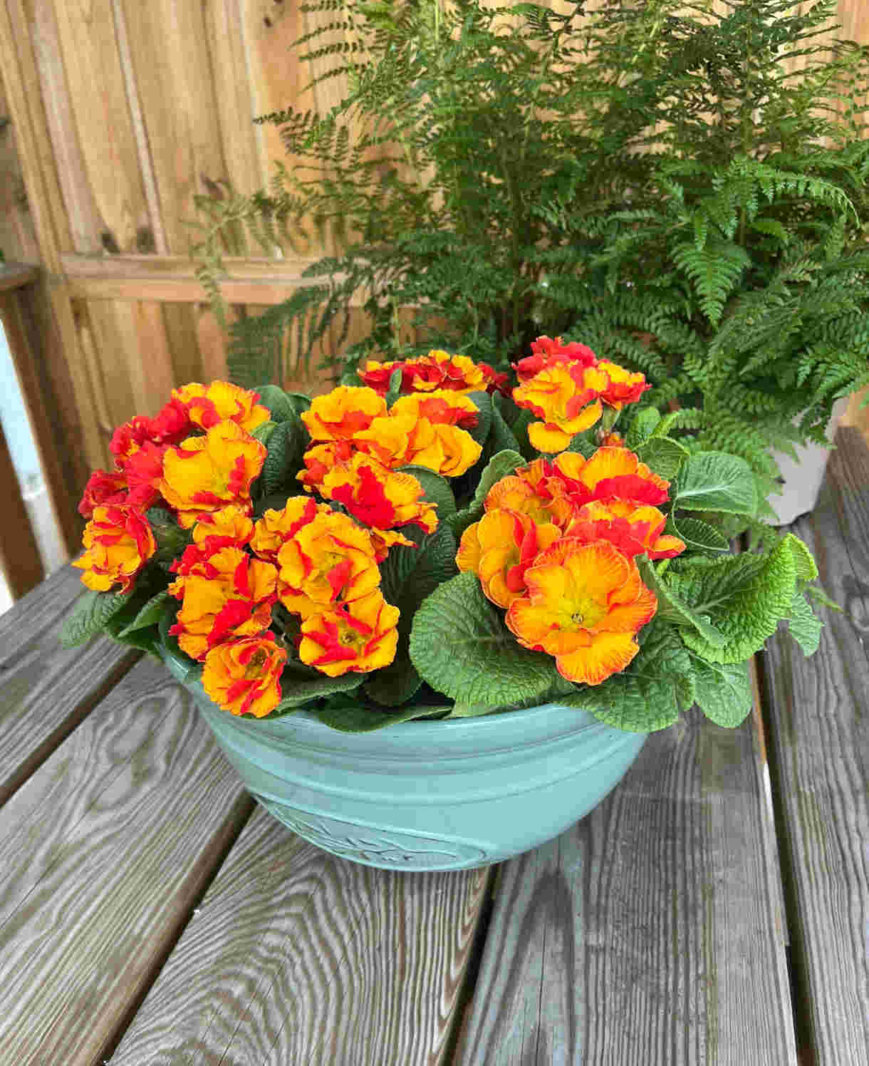 Primula Acaulis 'chinese New Year' - 9cm pots | 1 x 9cm | Deep Red