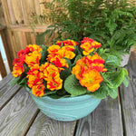 Primula Acaulis 'chinese New Year' - 9cm pots | 3 x 9cm | Deep Red