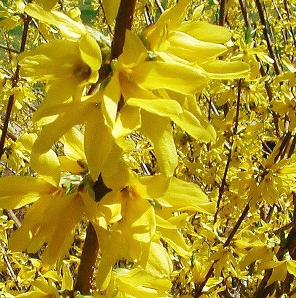 Forsythia Goldrush Yellow Flowering Garden Shrub Plant