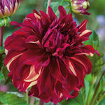 Dahlia Tuber 'bohemian Spartacus' - Dinnerplate Crimson & Cream, 1 X Tuber | 1 x Bulb | Red