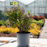 Deutzia 'raspberry Sundae' Compact Purple-tipped White Shrub | 1 x 3L | White & Purple