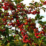 Malus 'liset' Dwarf Patio Crab Apple Tree | 1 x 5L | Rose Pink