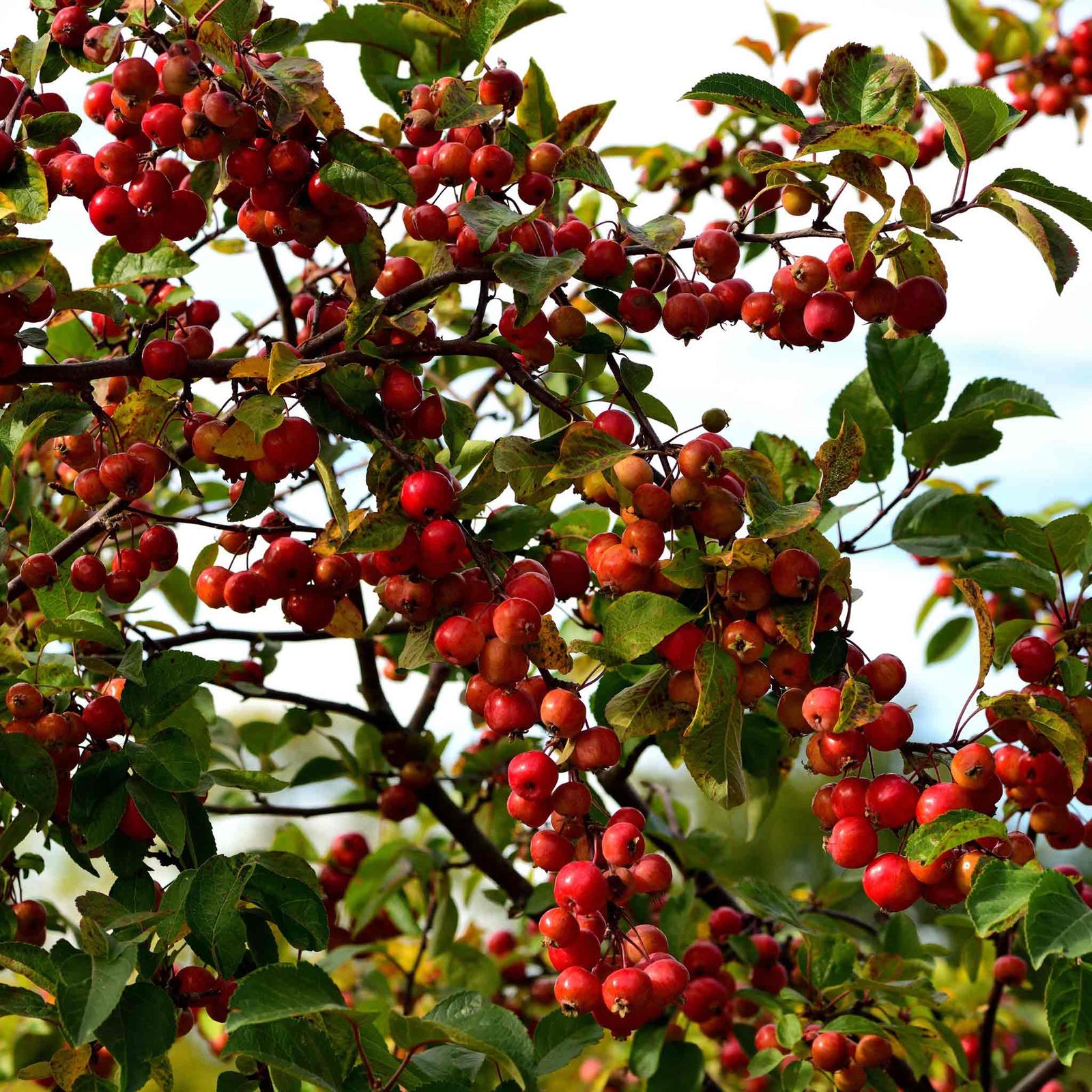 Malus 'liset' Dwarf Patio Crab Apple Tree | 1 x 5L | Rose Pink