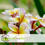 Frangipani - Plumeria Rubra 'pink' - Height 55-70cm - ⌀17cm | Set of 1 | Pink
