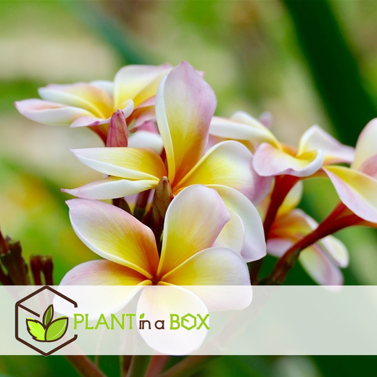 Frangipani - Plumeria Rubra 'pink' - Height 55-70cm - ⌀17cm | Set of 1 | Pink