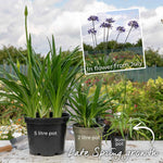 Agapanthus 'blackjack' – Rhs Chelsea Plant Of The Year 2023 | Set of 1