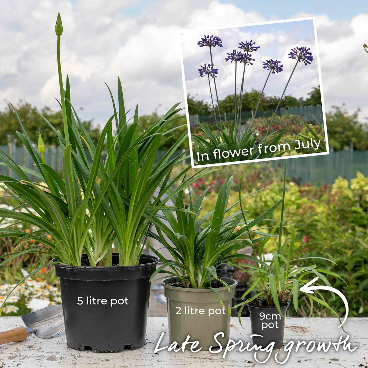 Agapanthus 'blackjack' – Rhs Chelsea Plant Of The Year 2023 | Set of 1