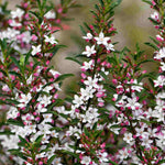Philotheca Myoporoides - Gin & Tonic Plant In A 2 Ltr Pot