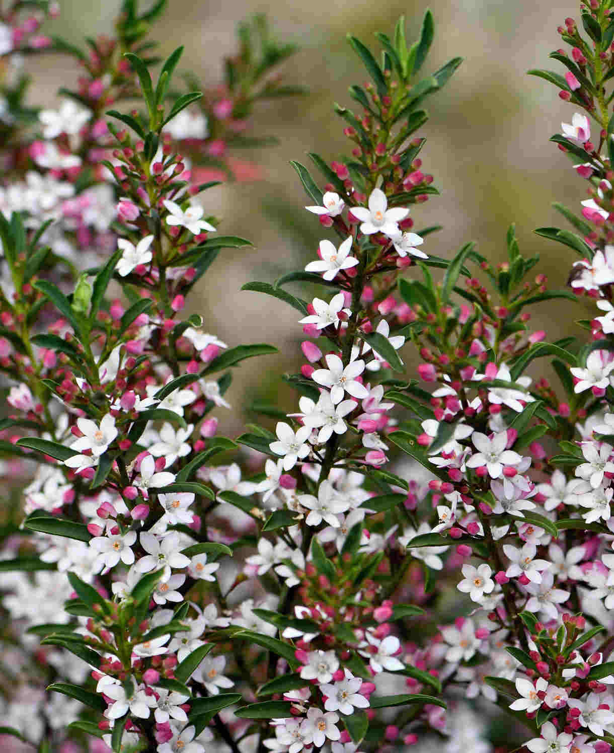 Philotheca Myoporoides - Gin & Tonic Plant In A 2 Ltr Pot