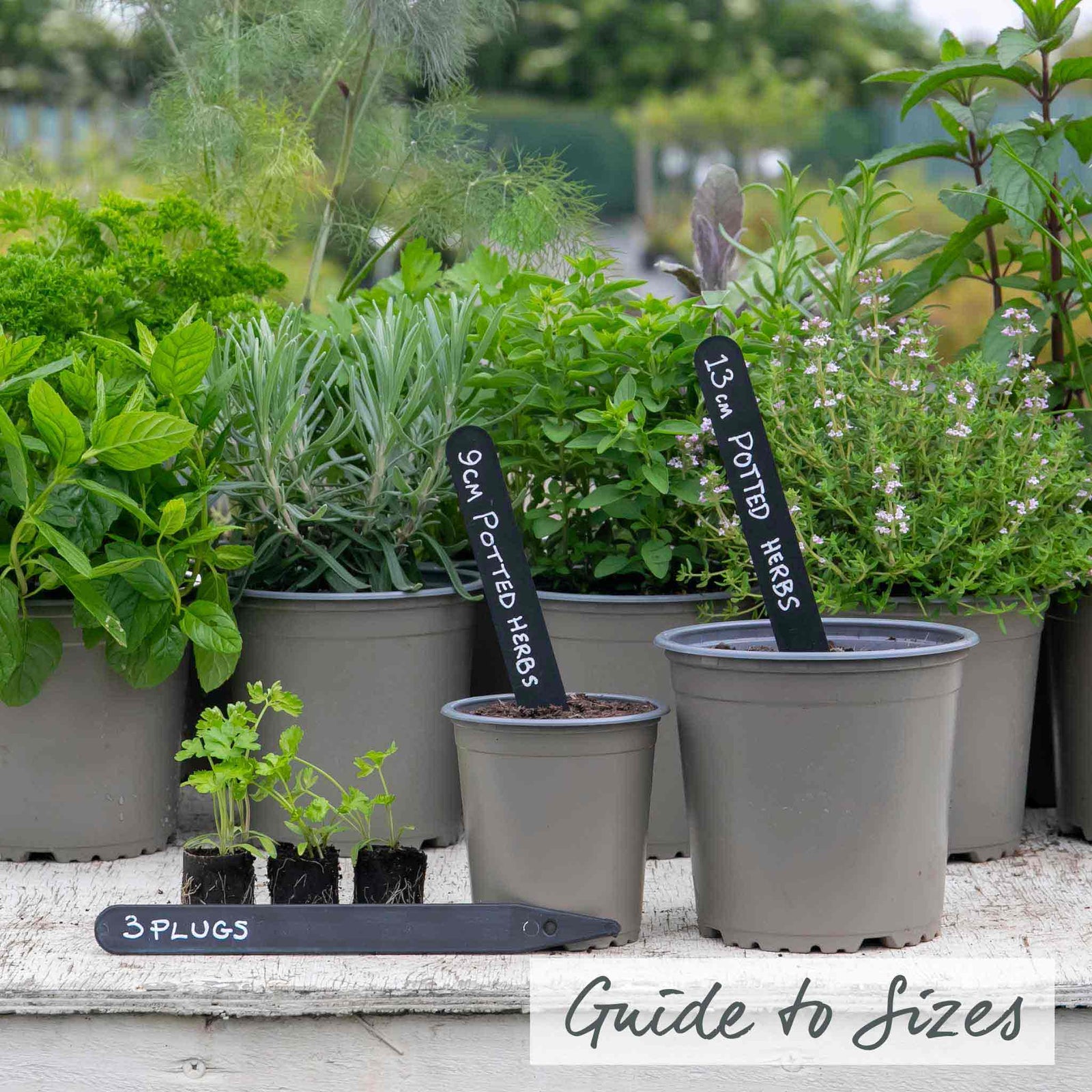 Parsley 'moss Curled' Plant 35 Cm Biennial | 1L | Dark Green