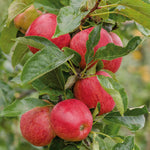 Apple Tree Gala — Bare-root Semi-dwarf M26 | 1 x Bare Root