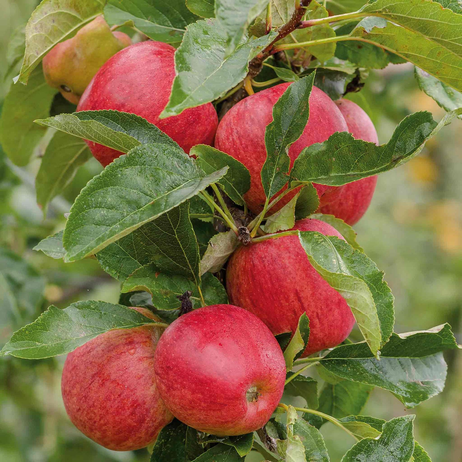 Apple Tree Gala — Bare-root Semi-dwarf M26 | 1 x Bare Root