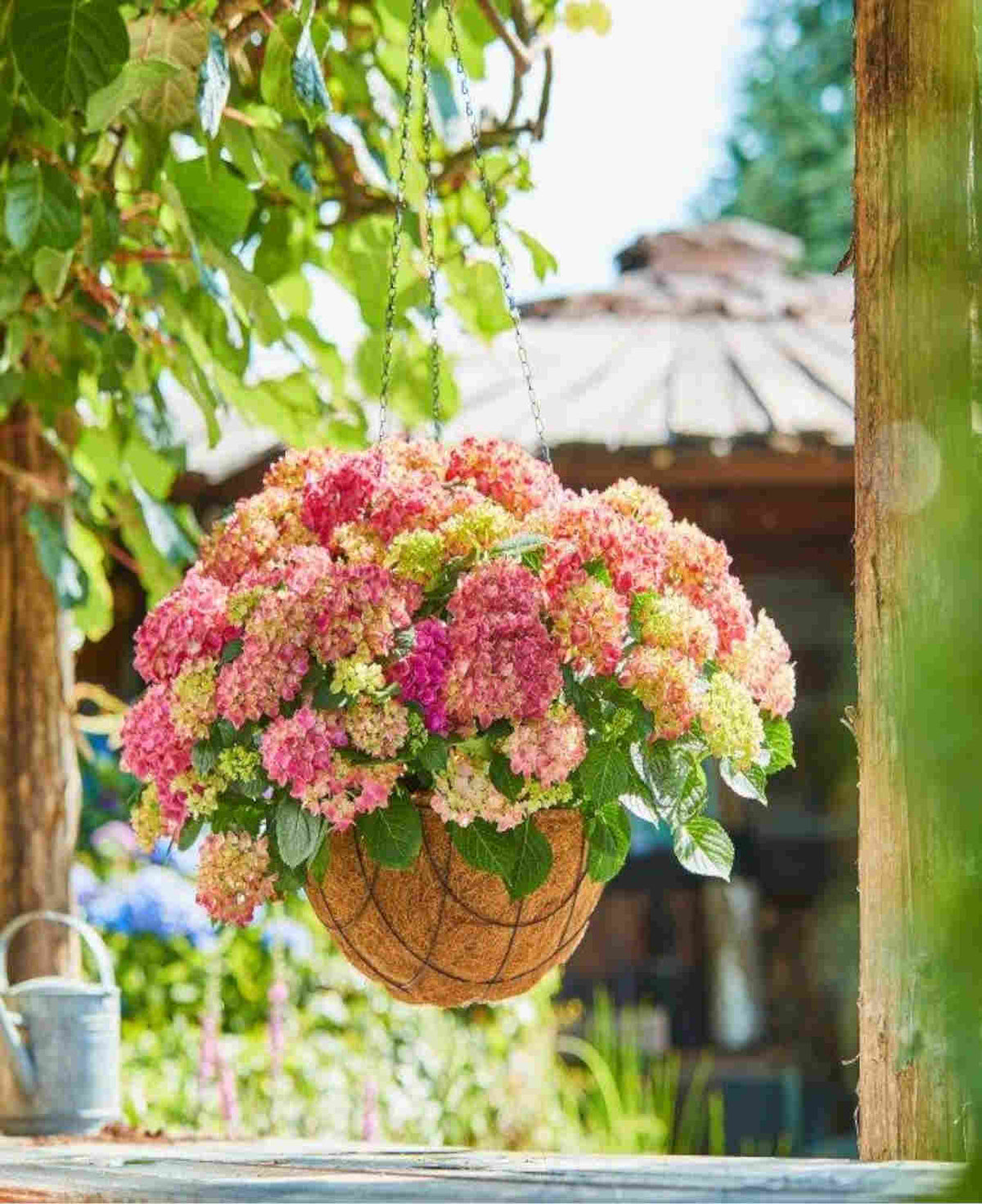 Hydrangea Macrophylla Tabletensia Pink - 10.5cm pots | Set of 1 | Pink