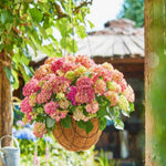 Hydrangea Macrophylla Tabletensia Duo - 10.5cm pots | Set-of-2 | Pink & Purple