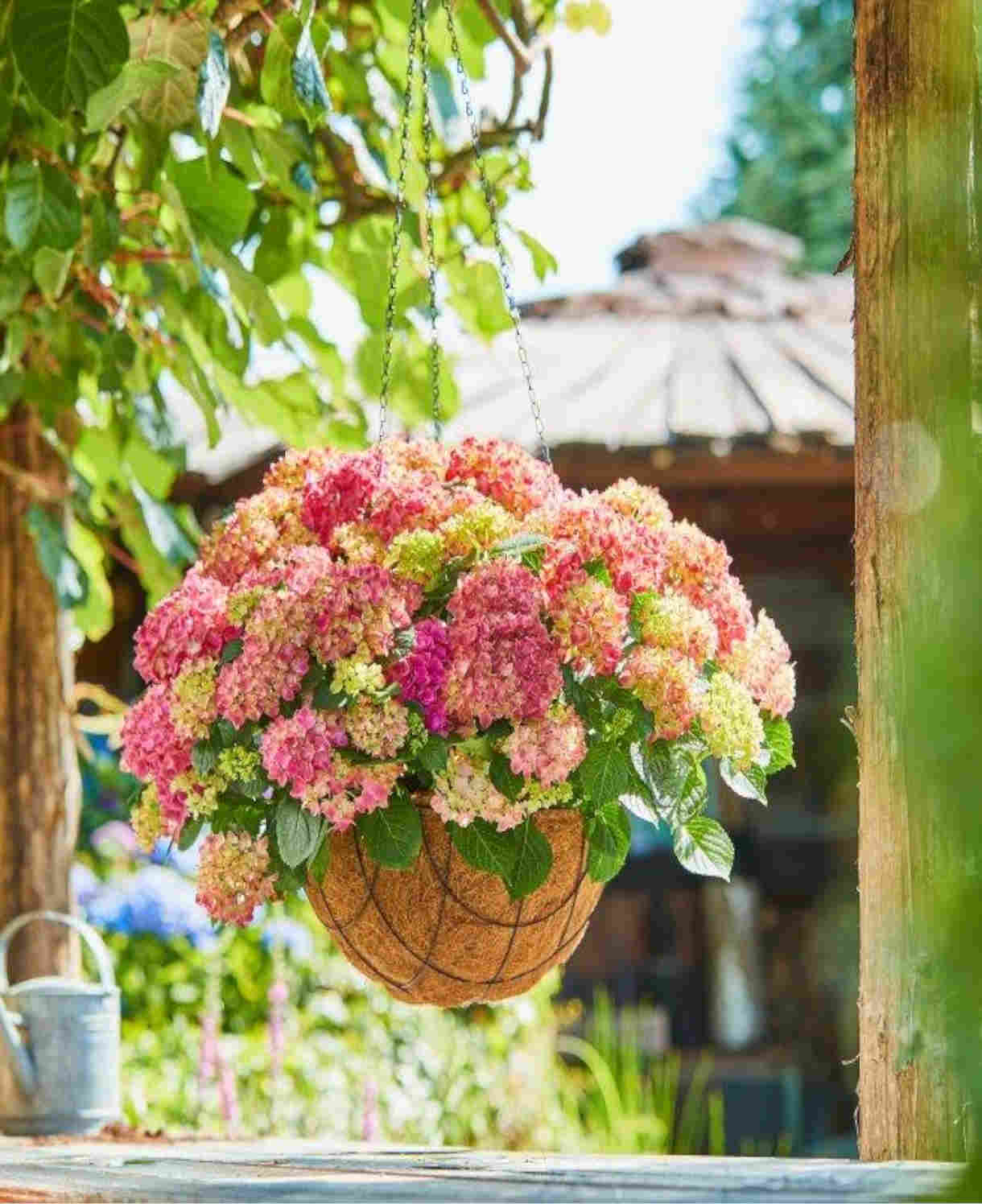 Hydrangea Macrophylla Tabletensia Duo - 10.5cm pots | Set-of-2 | Pink & Purple