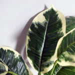 Artificial 40cm Pothos Plant Variegated Shrub With Planter
