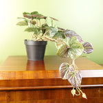 Artificial 35cm Trailing Purple Potted Pothos Plant
