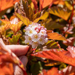 Physocarpus 'magic Ball' Compact Colour-changing Shrub | 1 x 3L