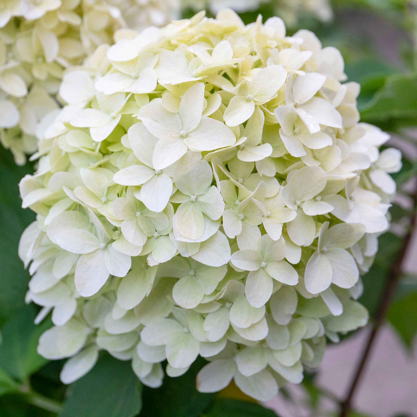 Hydrangea Paniculata 'little Spooky', Dwarf 50 Cm Shrub For Shade | 1 x 3L | Green