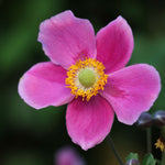 Anemone Hupehensis Var. Japonica 'splendens' - 9 cm pots | 5 x 9cm | Pink