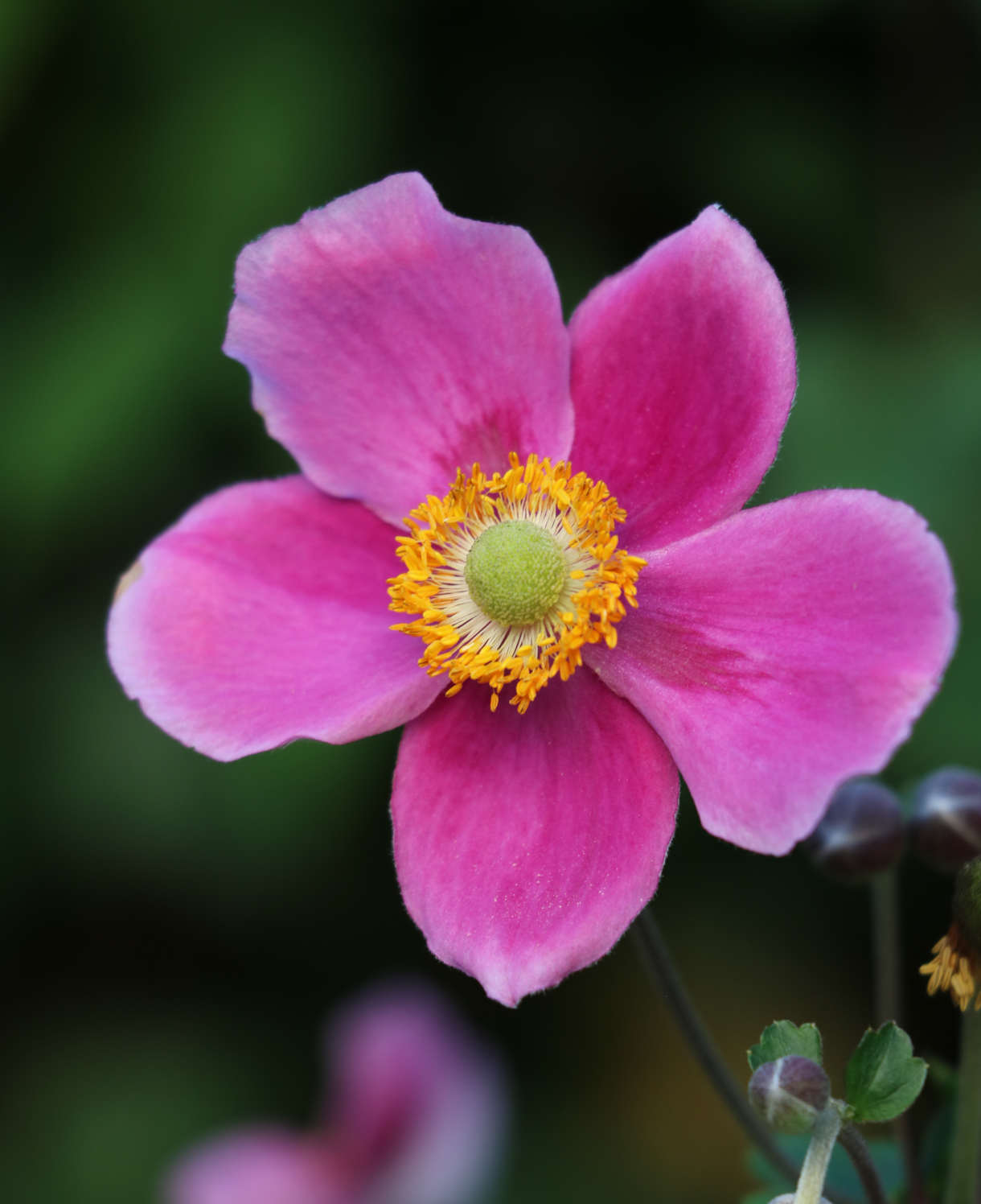 Anemone Hupehensis Var. Japonica 'splendens' - 9 cm pots | 5 x 9cm | Pink