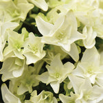 Thompson & Morgan Hydrangea Macrophylla Double Dutch Gouda 14cm Potted Plant X 1