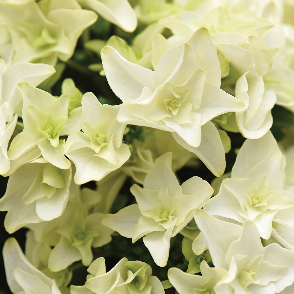 Thompson & Morgan Hydrangea Macrophylla Double Dutch Gouda 14cm Potted Plant X 1