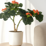 Buddha Belly - 2 Pcs. - Jatropha Podagrica - Height 25-45cm - ⌀13cm | Set-of-2 | Orange
