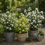Super Scented Philadelphus Collection | 3 x 9cm | White