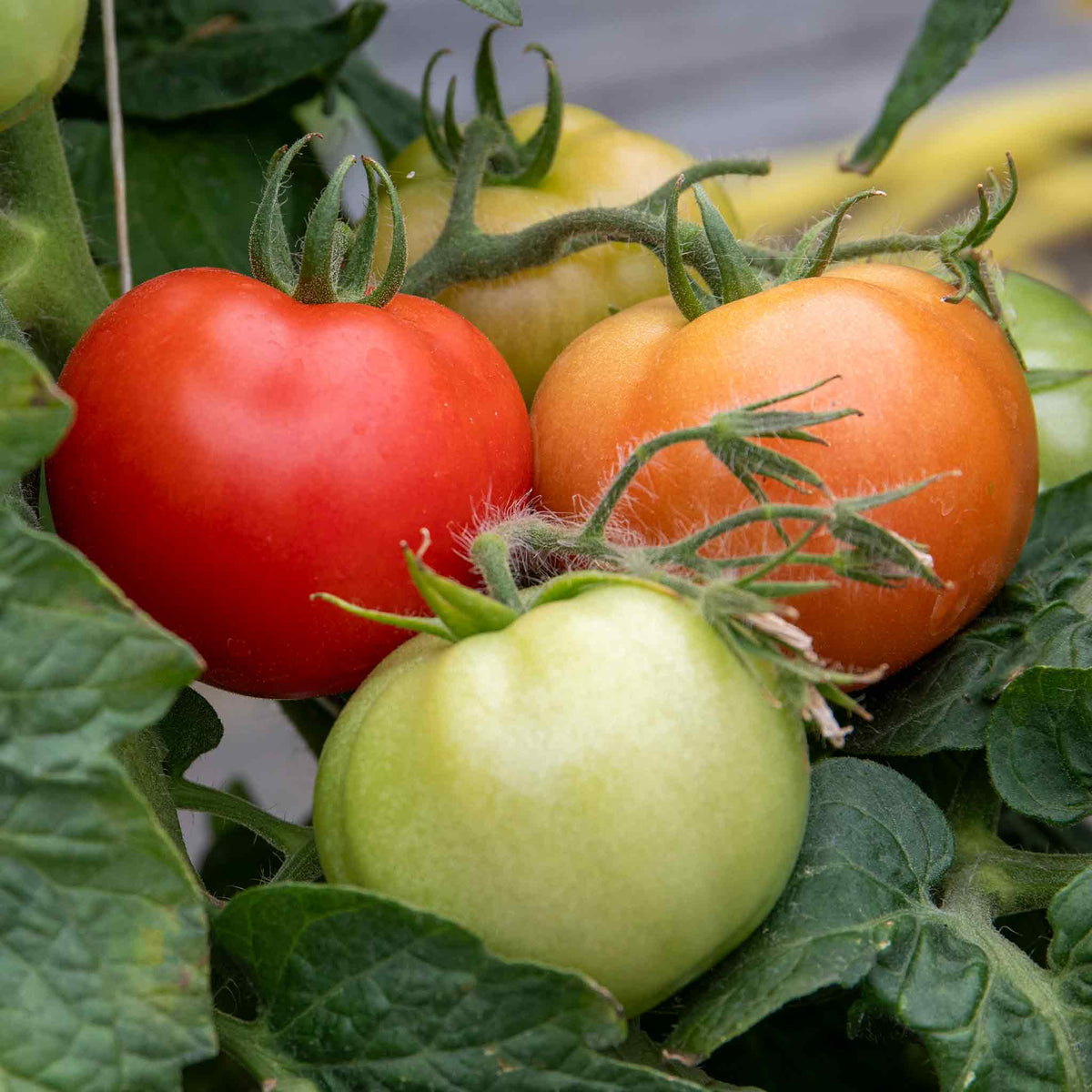 Summerlast F1 Bush Tomato, Compact Patio Plant With Late-blight Resistance Jumbo Plugs | Set of 3 | Red