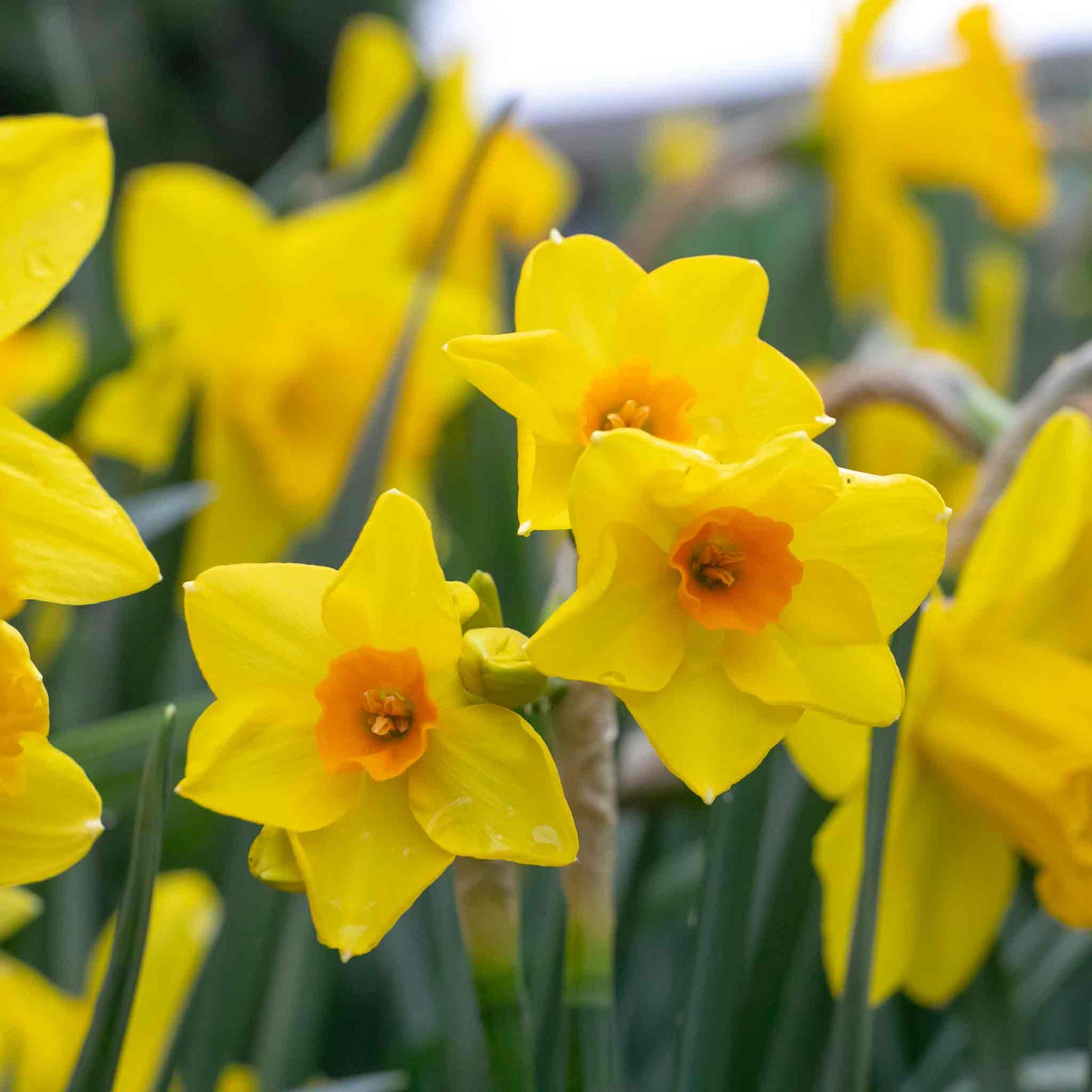 Daffodil Bulbs Mix 'yellow Shades' 100 Bulbs | 100 x Bulbs | Yellow