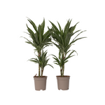 Dragon Tree - 2 Pcs. - Dracaena Deremensis 'warneckei' - Height 60-70cm - ⌀17cm | Set of 2 | Green