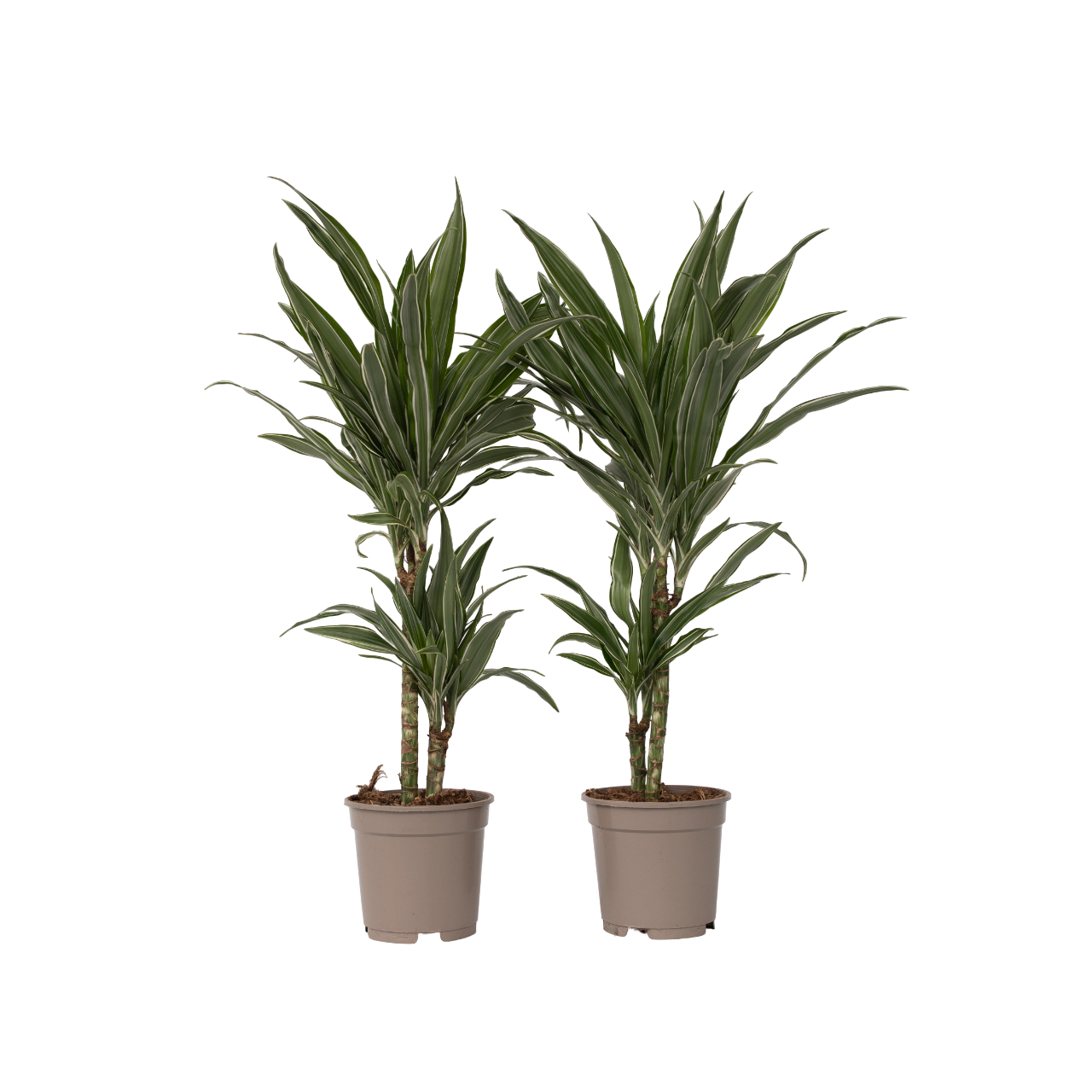 Dragon Tree - 2 Pcs. - Dracaena Deremensis 'warneckei' - Height 60-70cm - ⌀17cm | Set of 2 | Green