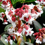 Shade Tolerant Border Perennial Collection - 2L garden ready pots. | Set-of-6 | Multi