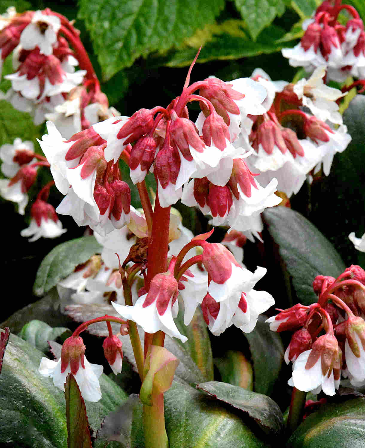 Shade Tolerant Border Perennial Collection - 2L garden ready pots. | Set-of-6 | Multi