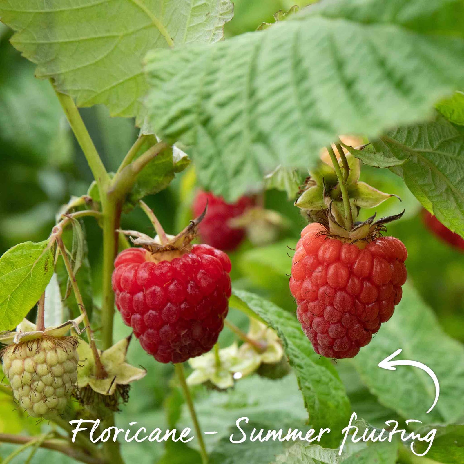 Raspberry 'glen Ample' (midseason Summer Fruit) | 5 x Bare Root | Red