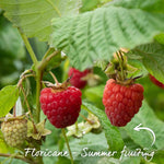 Raspberry 'glen Ample' (midseason Summer Fruit) | 1 x 2L | Red