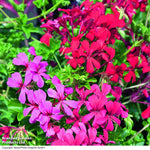 Geranium Balcon Mix Preplanted Hanging Basket | 35cm