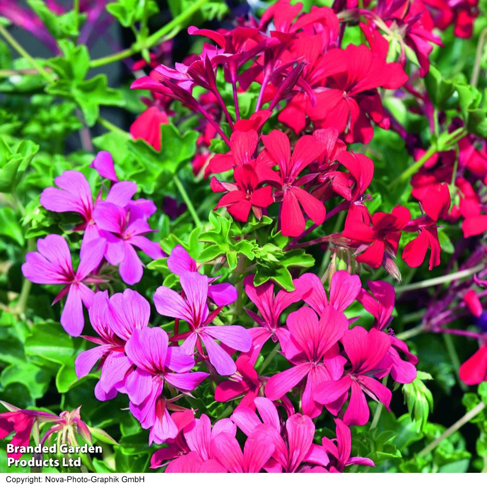Geranium Balcon Mix Preplanted Hanging Basket | 35cm