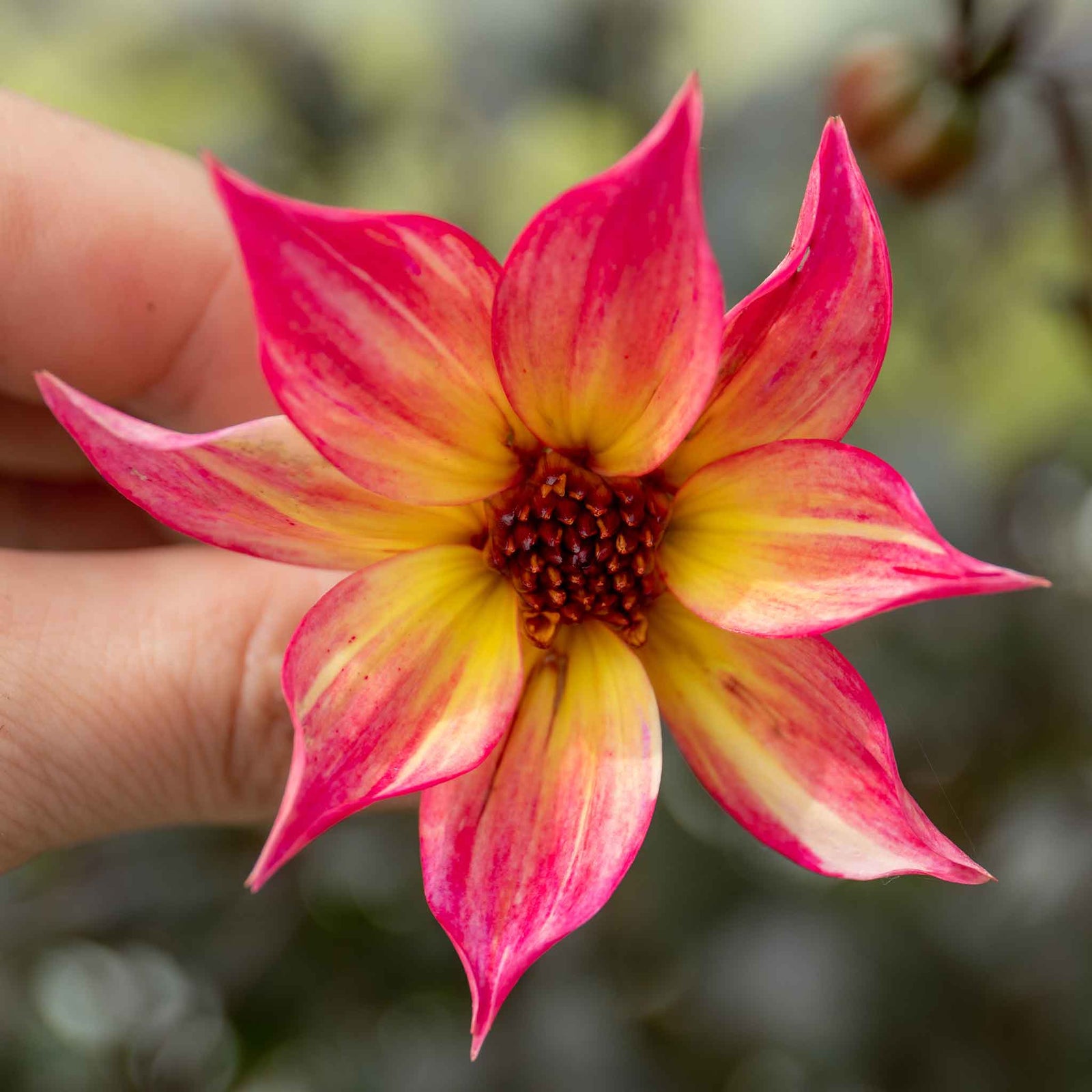Dahlia 'mystic Sparkler' - Compact Patio Perennial | 6 x Jumbo Plugs