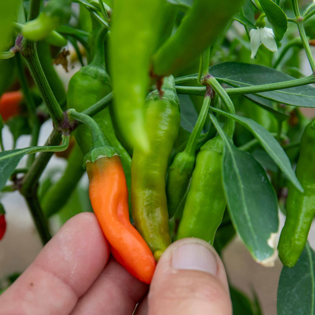 Chilli Plant 'apache' Compact Patio Pepper 9cm Plants | Set of 3 | Red